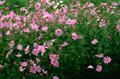 Mexican aster